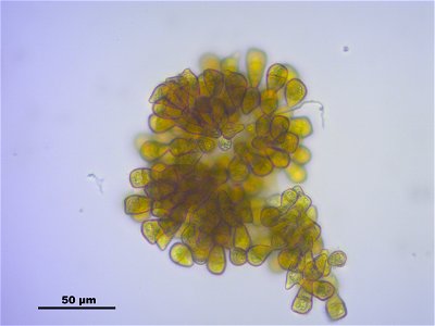 Tritomaria exsectiformis