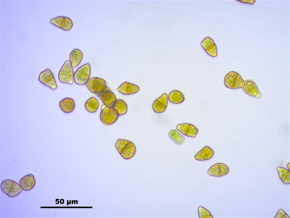 Tritomaria exsectiformis