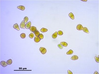 Tritomaria exsectiformis