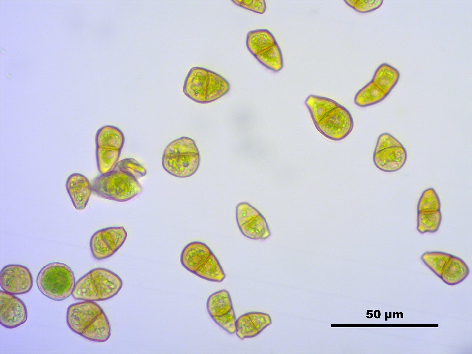 Tritomaria exsectiformis