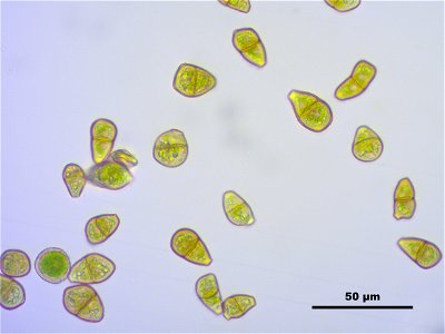 Tritomaria exsectiformis