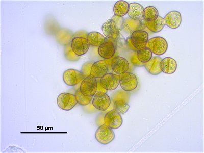 Tritomaria exsectiformis