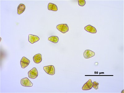 Tritomaria exsectiformis