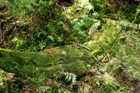 Fuscocephaloziopsis connivens
