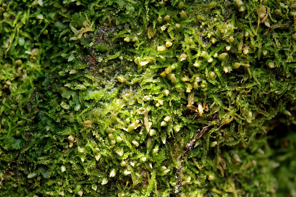 Fuscocephaloziopsis connivens