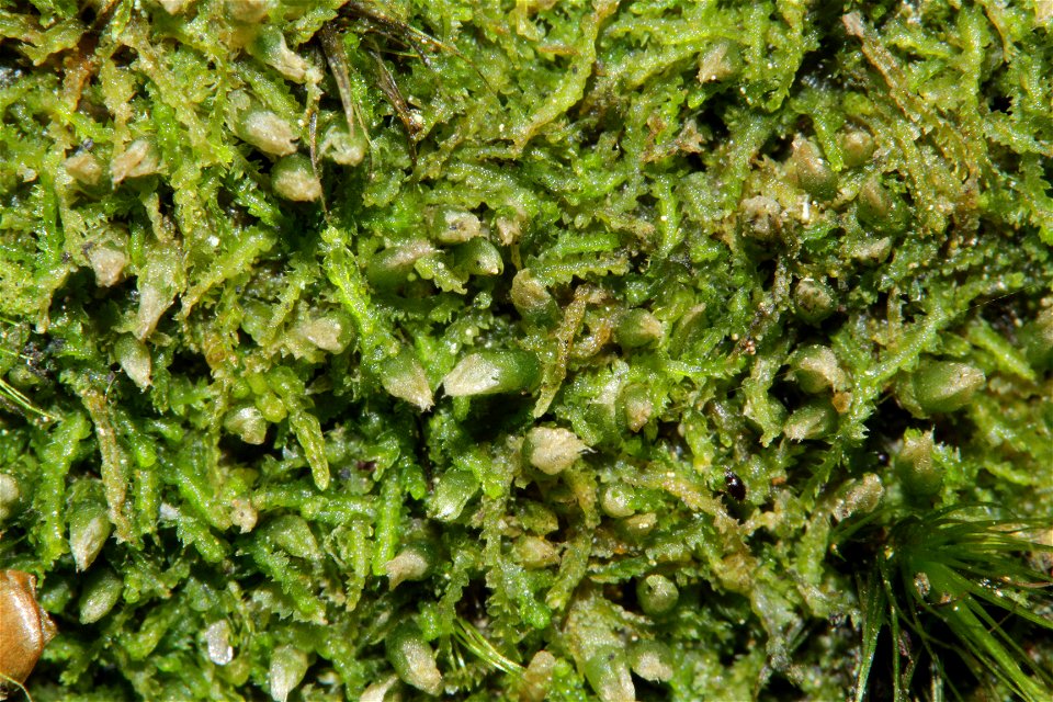 Fuscocephaloziopsis connivens