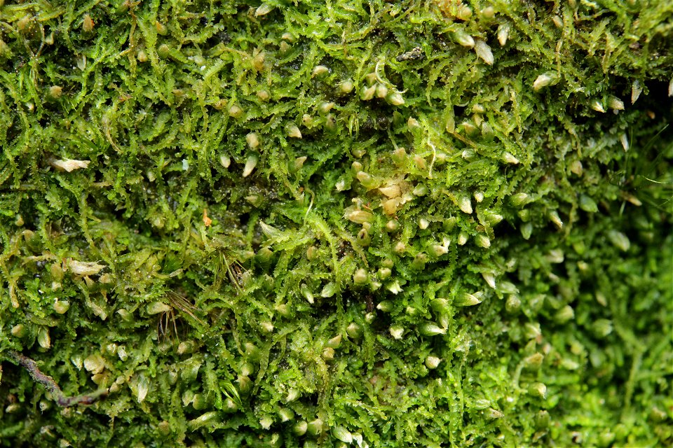 Fuscocephaloziopsis connivens
