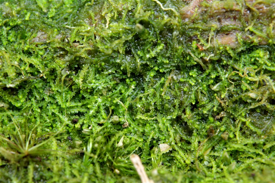 Fuscocephaloziopsis connivens