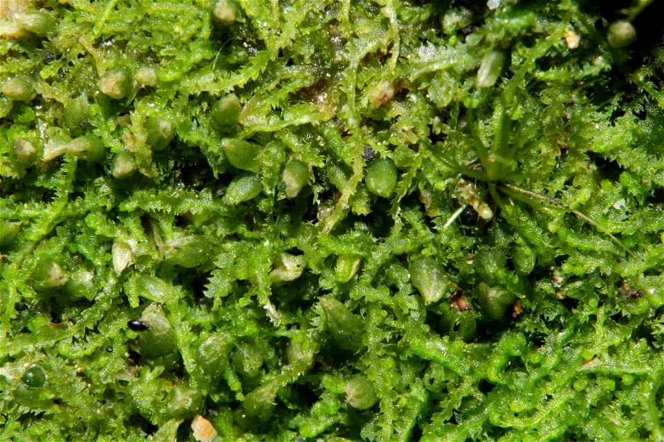 Fuscocephaloziopsis connivens