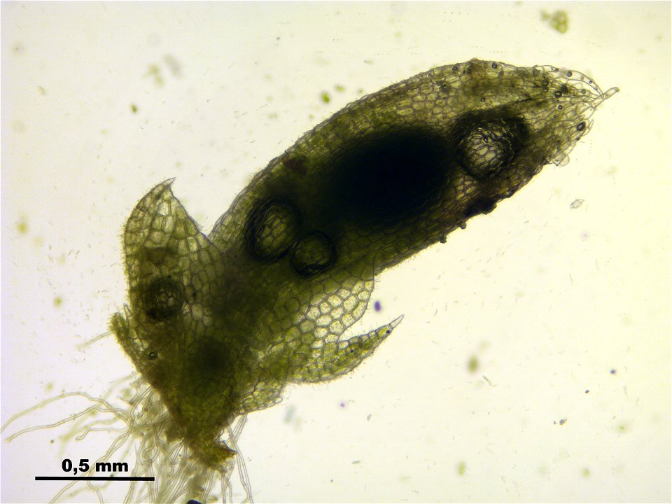 Fuscocephaloziopsis connivens