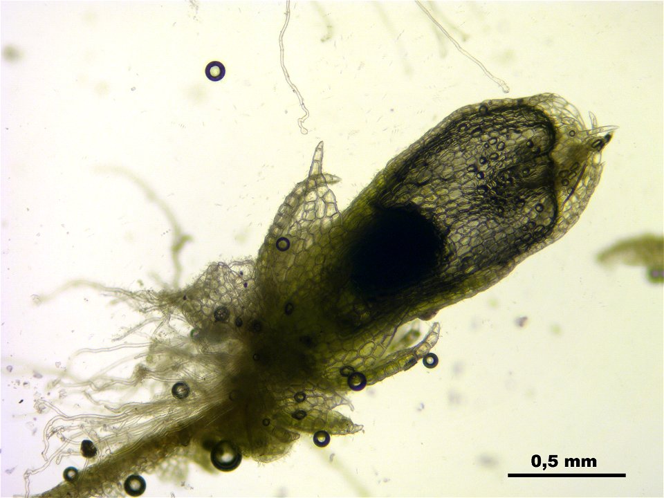 Fuscocephaloziopsis connivens