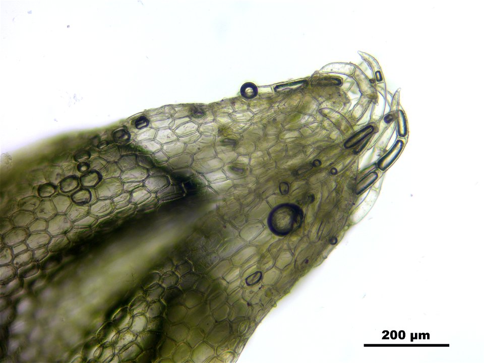 Fuscocephaloziopsis connivens