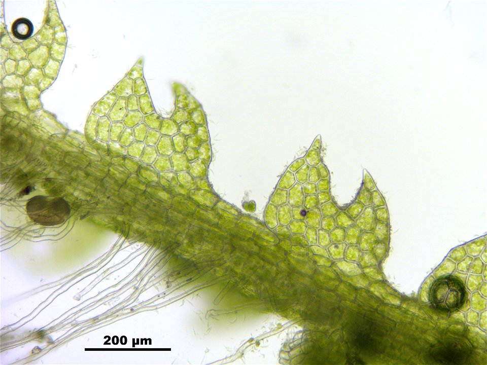 Fuscocephaloziopsis connivens