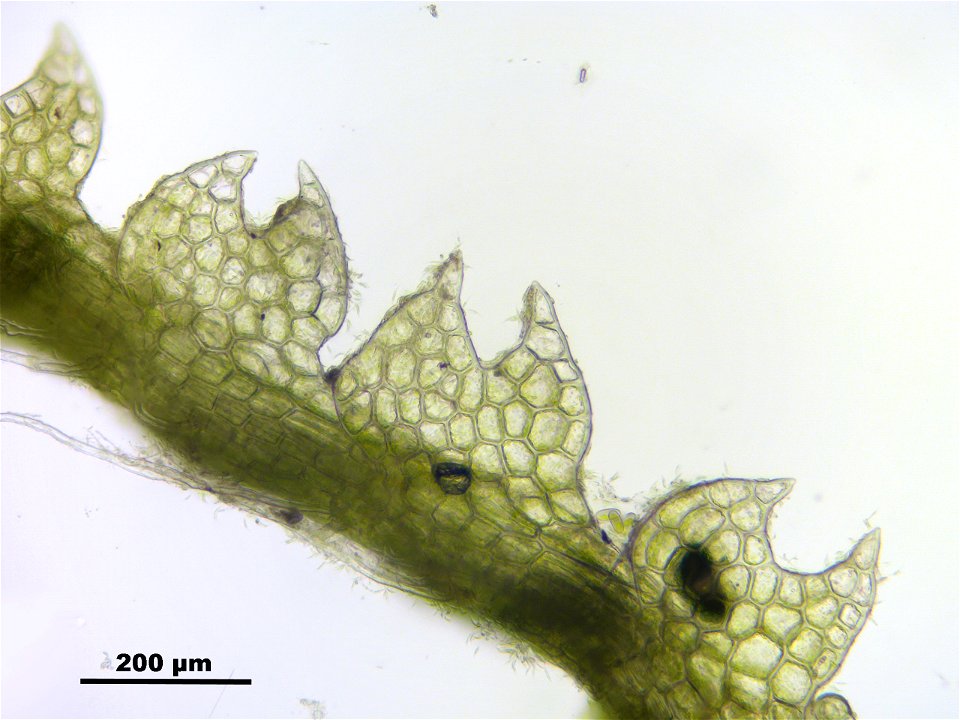 Fuscocephaloziopsis connivens