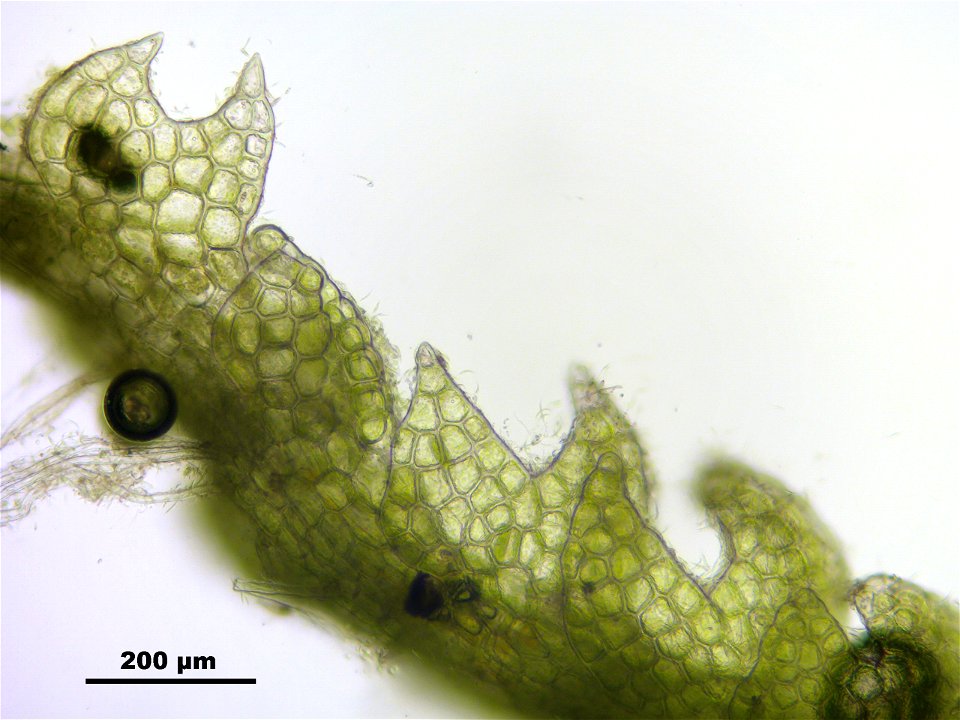 Fuscocephaloziopsis connivens