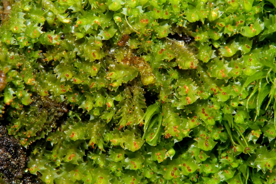 Lophozia longidens