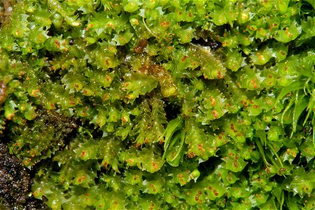 Lophozia longidens