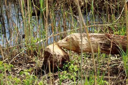 Pests of trees destroyed by beavers nature