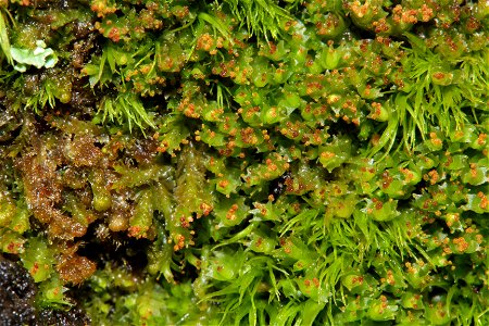 Lophozia longidens
