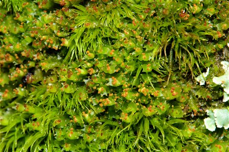 Lophozia longidens