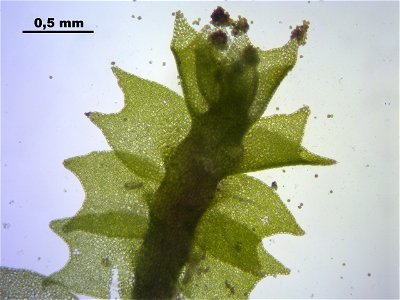 Lophozia longidens