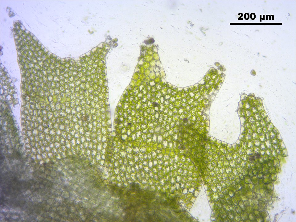 Lophozia longidens