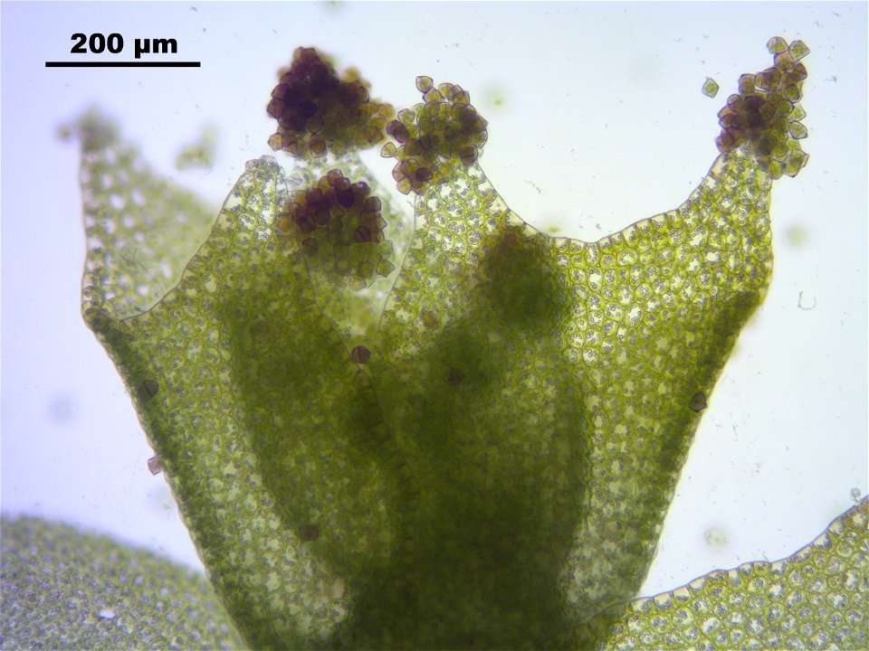 Lophozia longidens