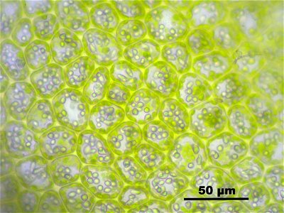 Lophozia longidens