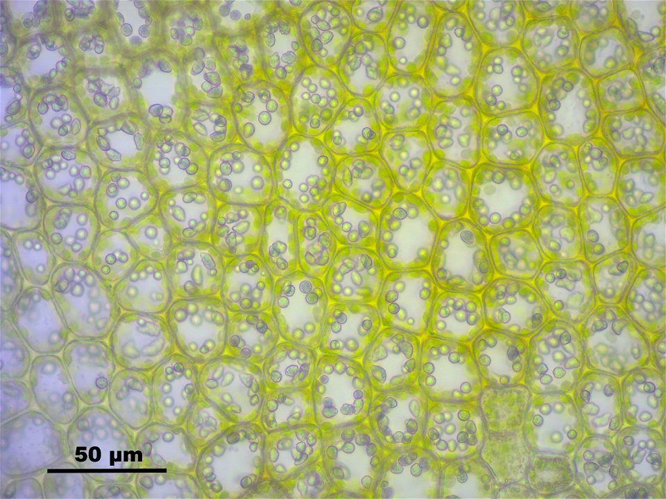 Lophozia longidens