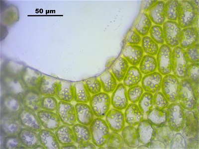 Lophozia longidens