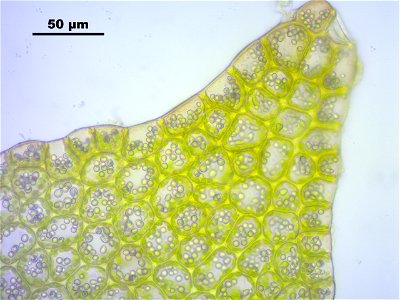 Lophozia longidens