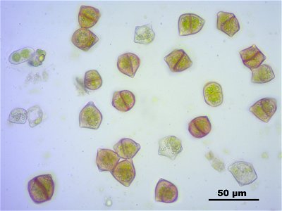 Lophozia longidens
