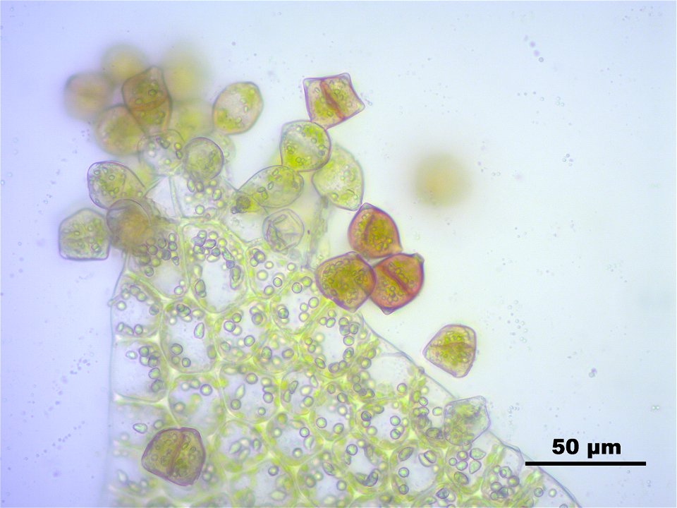 Lophozia longidens