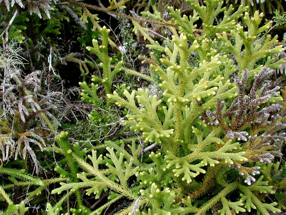 Lycopodium cernuum, also called arching clubmoss, growing in a geothermal area in New Zealand. The branching stems are about 5 mm in diameter.