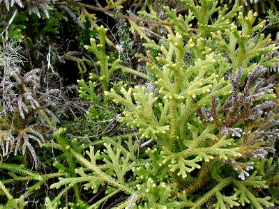 Lycopodium cernuum, also called arching clubmoss, growing in a geothermal area in New Zealand. The branching stems are about 5 mm in diameter.