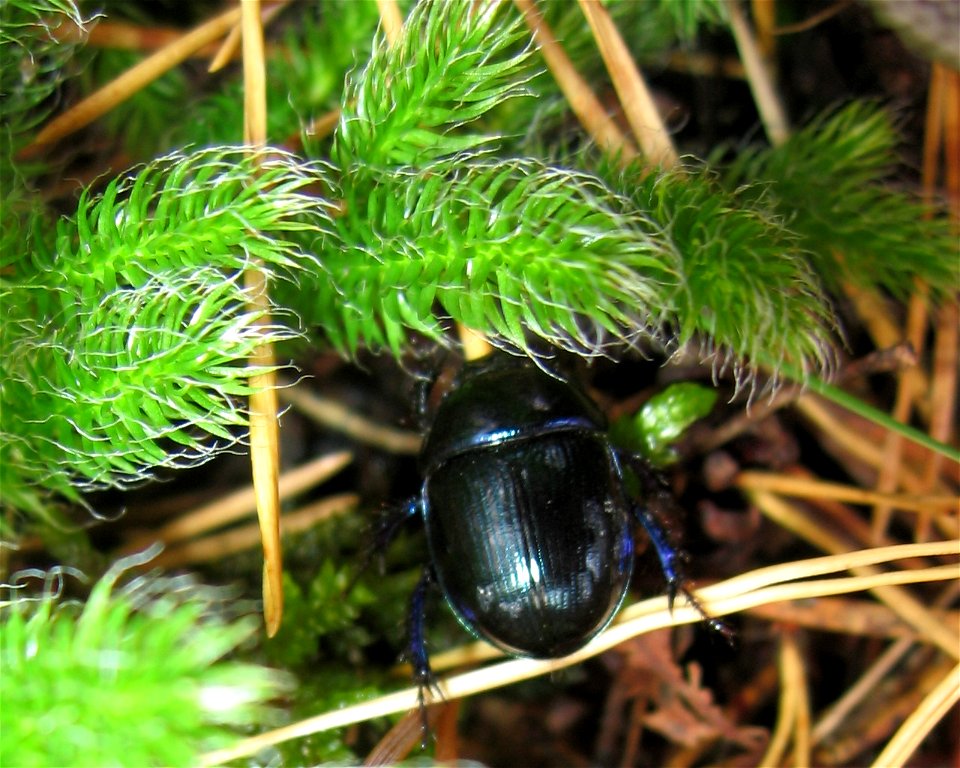 Anoplotrupes stercorosus & Lycopodium clavatum