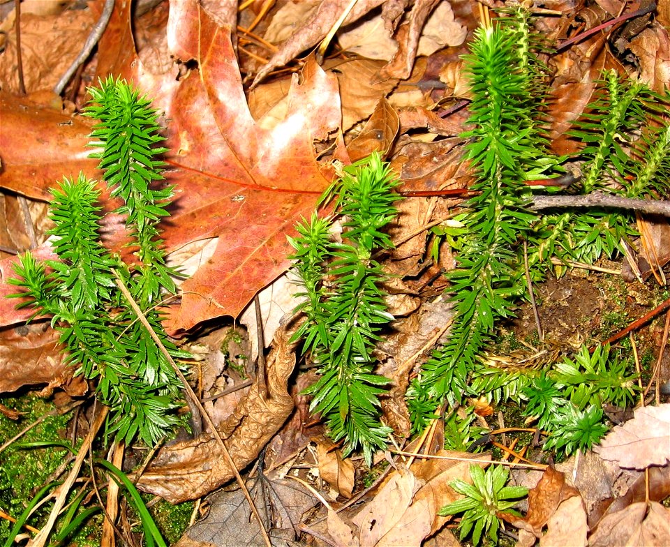 Firmoss photographed in McLeansville, North Carolina, U.S.