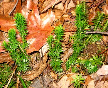 Firmoss photographed in McLeansville, North Carolina, U.S.