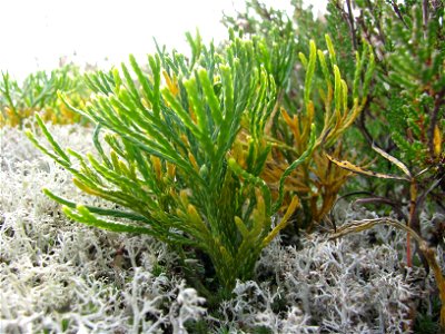 Diphasiastrum tristachyum