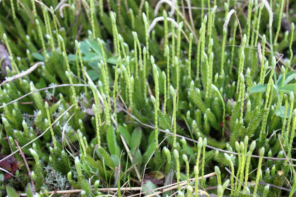 Lycopodium lagopus in Charlevoix, QC, Canada
