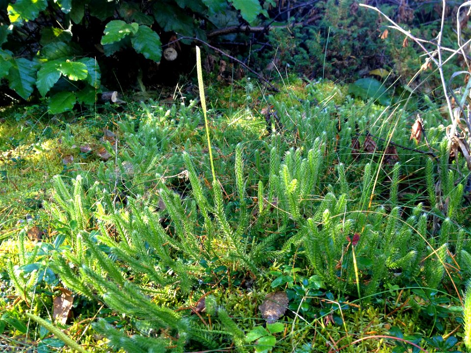 Lycopodium lagopus in Tadoussac, QC, CA