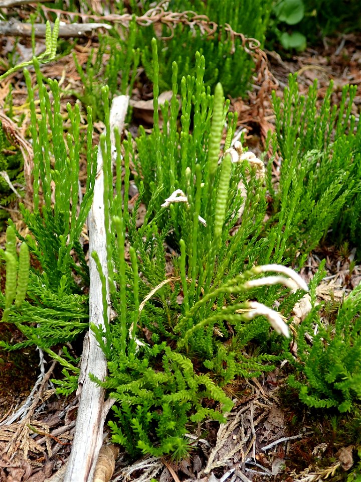 Diphasiastrum sitchense -  Sitka Clubmoss - Cypress, Greater Vancouver, British Columbia, Canada