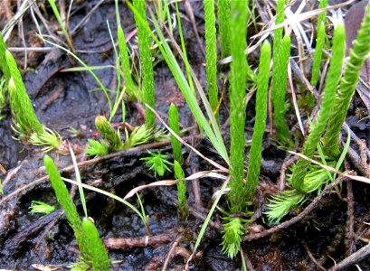 Lycopodiella appressa, acidic seep near Marsh Branch Road, Laurel County,Kentucky. photo