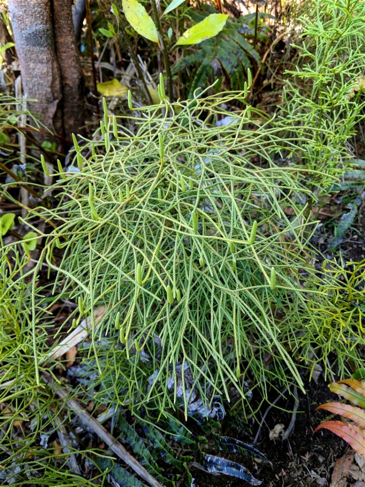Lycopodium deuterodensum at Unnamed Road, Paeroa 3674, New Zealand