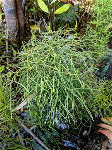 Lycopodium deuterodensum at Unnamed Road, Paeroa 3674, New Zealand