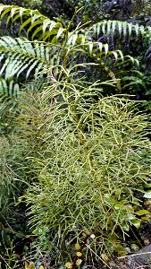 Lycopodium deuterodensum in Franklin, NZ-WK, New Zealand