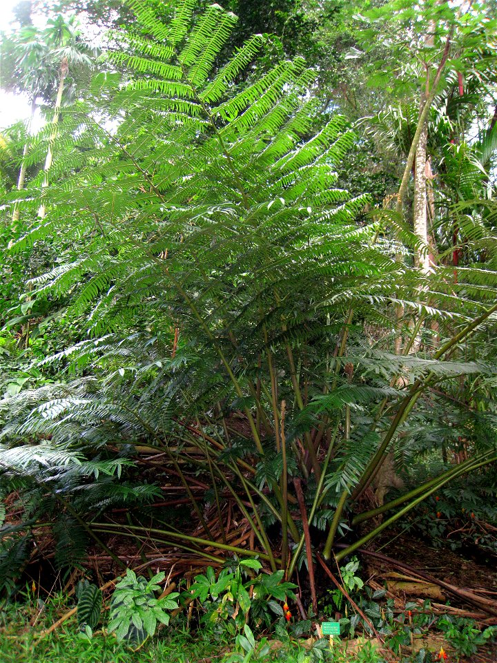 Angiopteris evecta in Lyon Arboretum, Hawaii, USA.