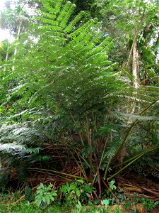Angiopteris evecta in Lyon Arboretum, Hawaii, USA.