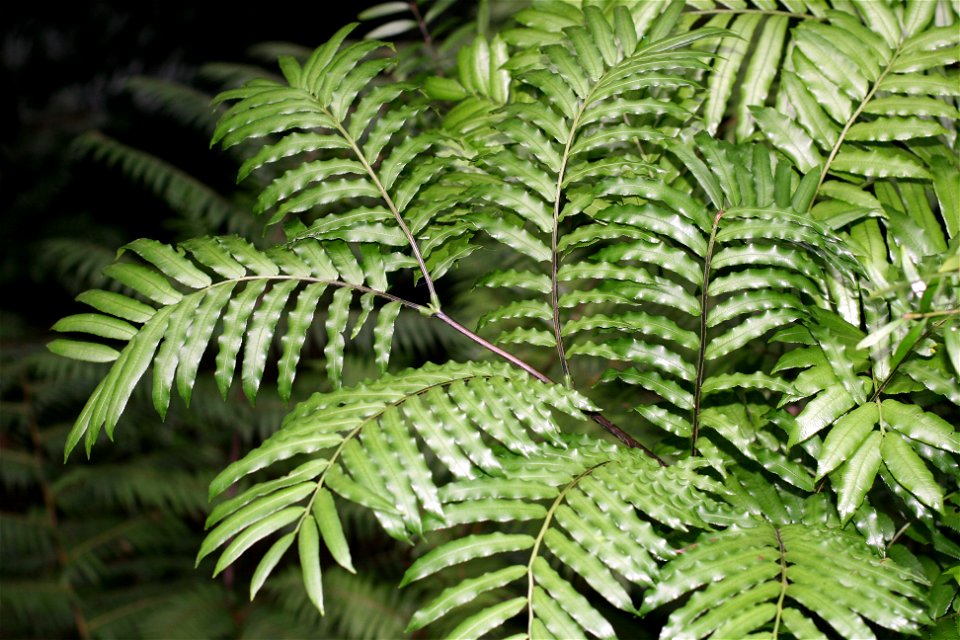 Marattia salicina, King fern, Auckland, New Zealand. A large fern native to New Zealand and the South Pacific