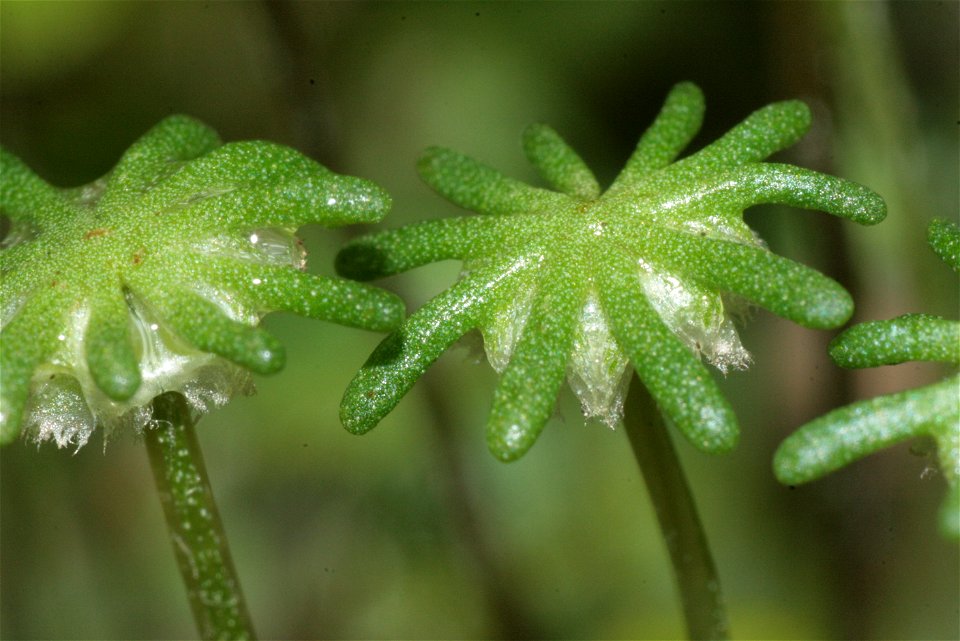Common liverwort with archegonia.